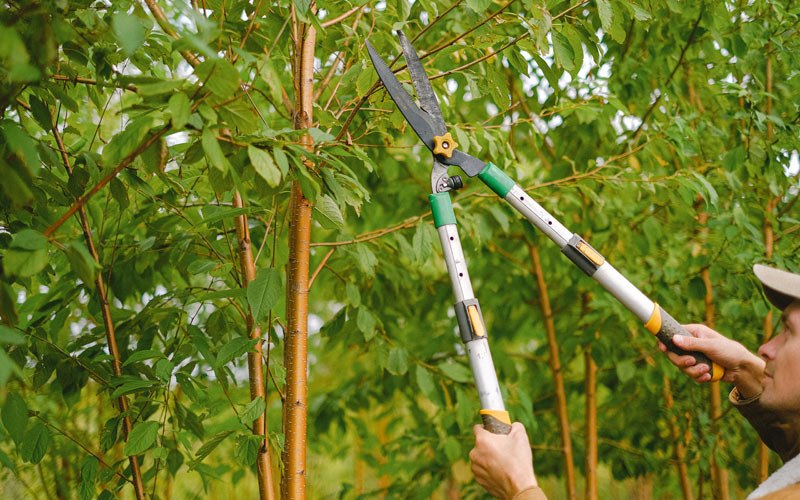 Tree trimming in Tanacross, AK