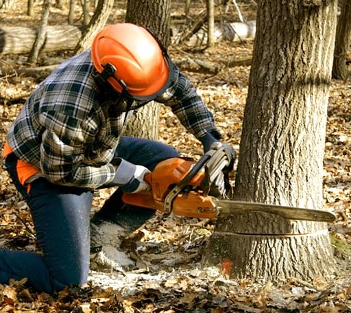 Tree Removal in Tanacross, AK